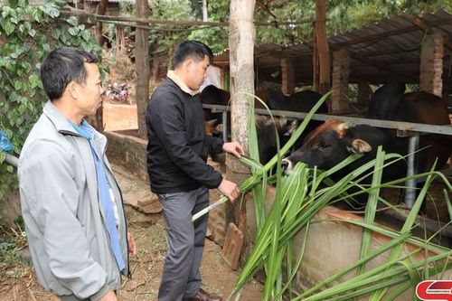 Tăng cường phòng, chống dịch bệnh cho đàn gia súc