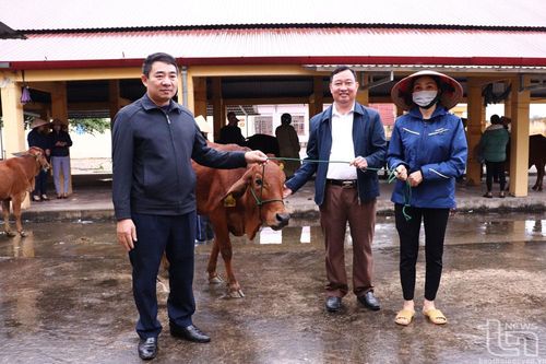 Phú Bình: 40 hộ nghèo được nhận bò nái sinh sản