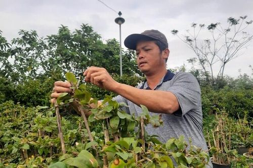 Bình Định: Mai vàng rộn ràng mùa Tết