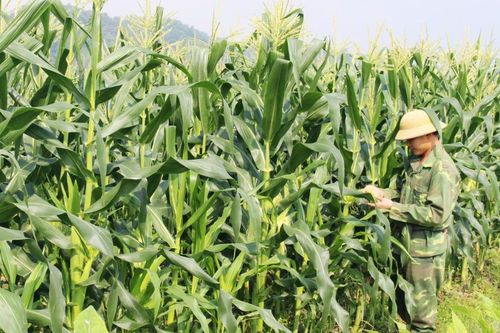 Chủ động đưa các giống ngô lai vào sản xuất