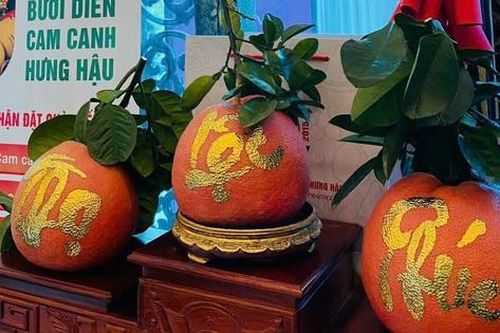 Bưởi dát vàng có gì đặc biệt mà giá gần 1 triệu đồng/quả?