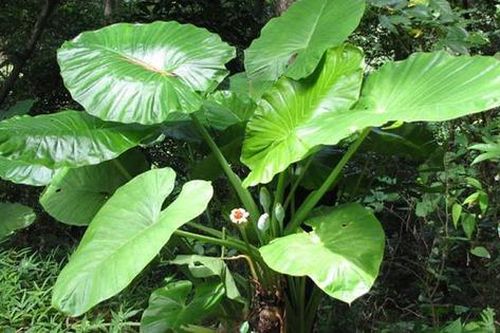 Củ ráy chữa bệnh gì?