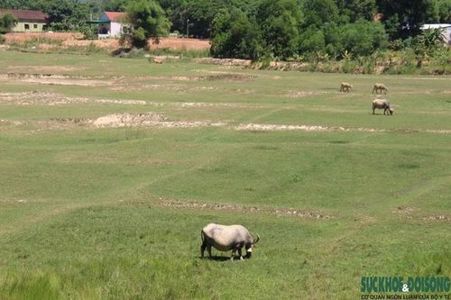 Nguy cơ hạn hán, trâu bò ra giữa lòng hồ gặm cỏ