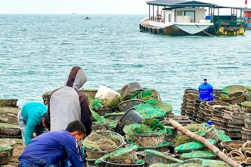 Chấm dứt việc 'chiếm' đảo nuôi thủy sản trái phép sau phản ánh của Đại Đoàn Kết