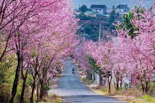 4 điểm ngắm hoa mai anh đào ở Đà Lạt vào mùa xuân