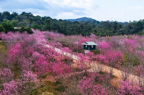 Rực rỡ hoa anh đào trên đảo hoa Pá Khoang
