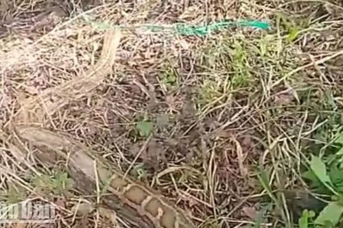 Kiên Giang: Thả con trăn nặng 58kg về Vườn quốc gia U Minh Thượng