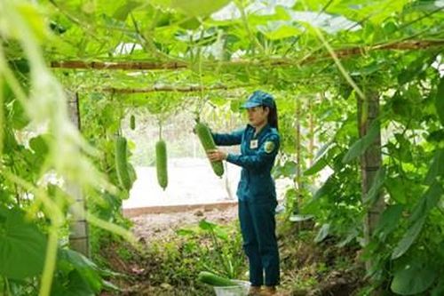 Bộ đội hậu cần làm theo lời Bác Hồ dạy: Dân quân tuyến đầu tích cực tăng gia sản xuất