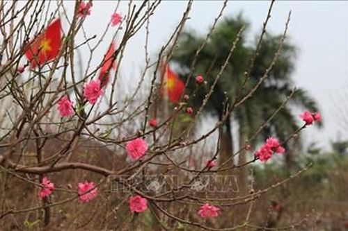 Hàng không bắt đầu nhận chở mai, chở đào dịp Tết