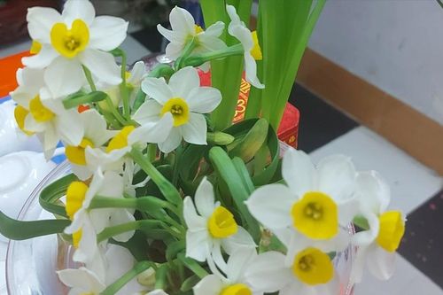 Tết về bên đóa thủy tiên