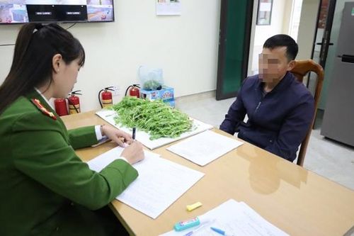 Trồng bao nhiêu cây thuốc phiện thì bị xử lý hình sự?