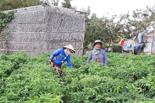 Chính sách tín dụng giúp đồng bào Khmer có thu nhập ổn định, vươn lên thoát nghèo bền vững