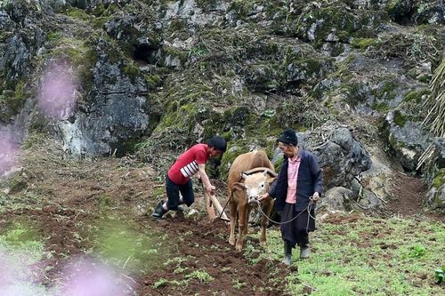 Phát triển 'kinh tế xanh' từ sản xuất nông nghiệp của đồng bào dân tộc thiểu số