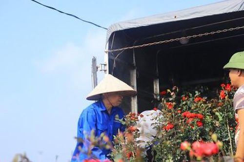 Người dân trồng hoa Mê Linh tất bật vào vụ Tết