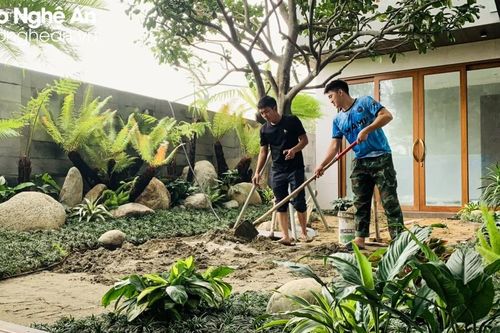 Dương xỉ cổ đại - thú chơi cây cảnh độc, lạ ở Nghệ An