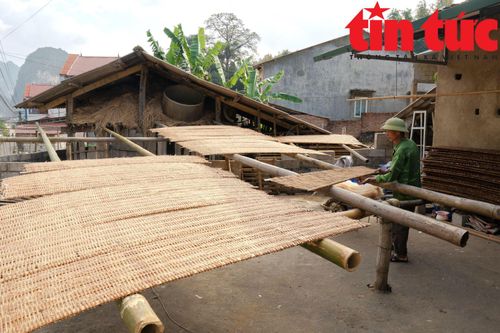 Làng miến dong nức tiếng Cao Bằng tất bật vào vụ Tết