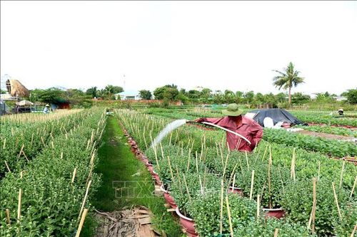 Vui, buồn vụ Tết ở các làng nghề 100 tuổi vùng đất Tây Đô