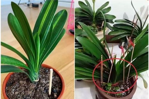 Đũa và ống hút cũ đừng vội vứt đi, cắm vào chậu hoa cây sẽ nhận nhiều lợi ích