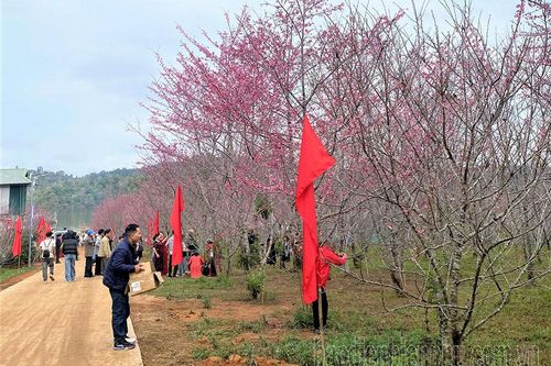 Gắn mã truy xuất nguồn gốc cây hoa anh đào tại đảo hoa Pá Khoang