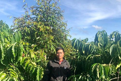 Nông dân Kon Gang thu nhập khá từ chuyển đổi cây trồng