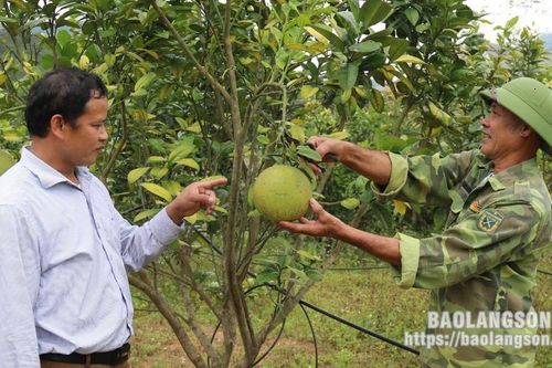 Cựu chiến binh Văn Quan: Gương mẫu, đẩy mạnh phát triển kinh tế