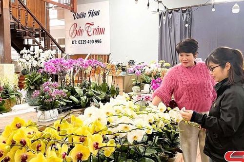 Đa dạng hoa, cây cảnh phục vụ Tết Nguyên đán