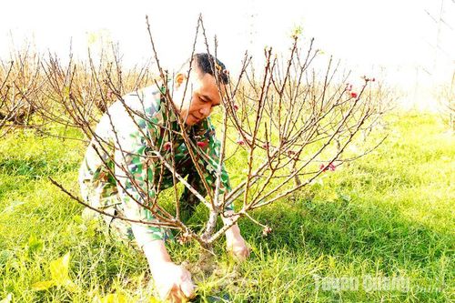 Chuyện về cây đào Thất Thốn