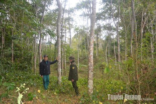 Giữ rừng như báu vật