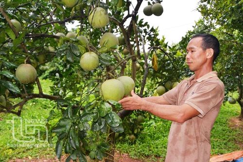 Phú Bình: Phấn đấu tăng diện trích trồng bưởi lên 240ha