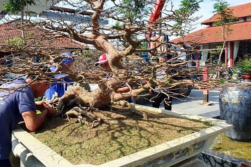 Hoàng mai đọ dáng bên cầu cổ