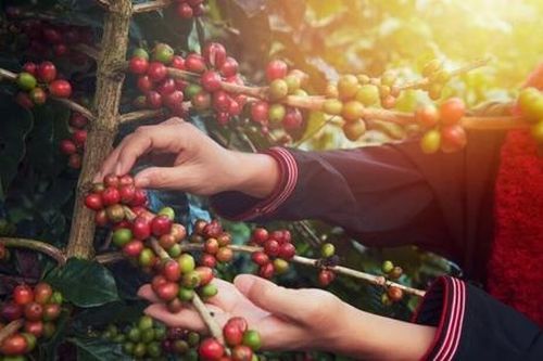 Kim ngạch xuất khẩu cà phê năm 2023 cao vượt con số ước tính, đạt 4,24 tỷ USD