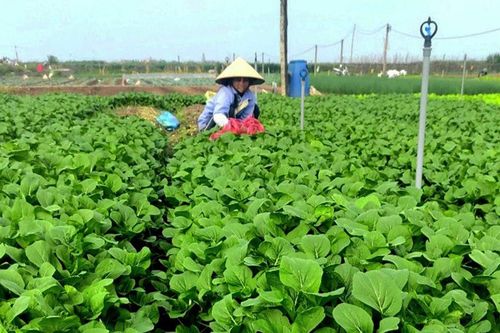 Hiệu quả từ chuyển đổi cơ cấu cây trồng ở Gia Lâm