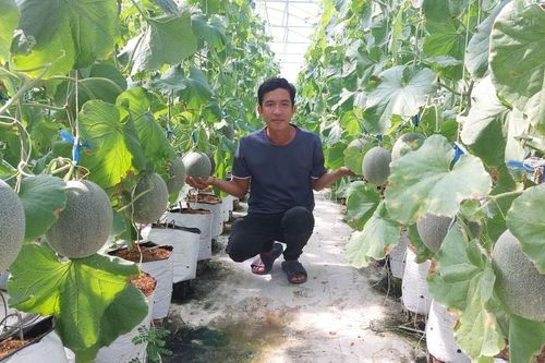 8X Sóc Trăng khởi nghiệp trồng dưa lưới, lãi gần 800 triệu đồng/năm