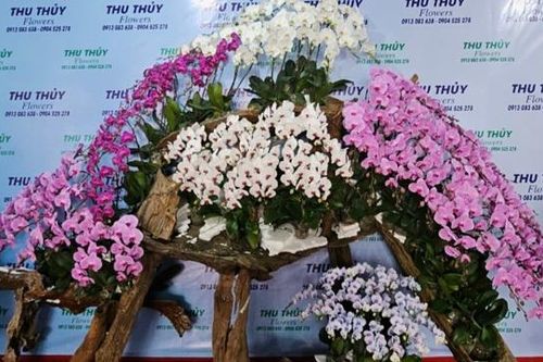 Nghệ An: Những chậu hoa lan 'hút hồn' xuống phố 'chờ người rước'