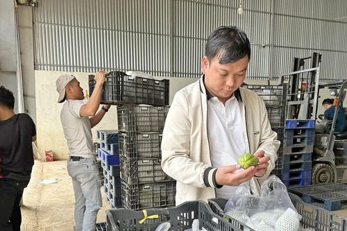 Anh bộ đội xuất ngũ làm giàu từ rau