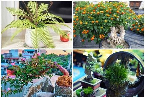 Bất ngờ 4 loại cây cảnh hút khách lên đời từ cỏ dại
