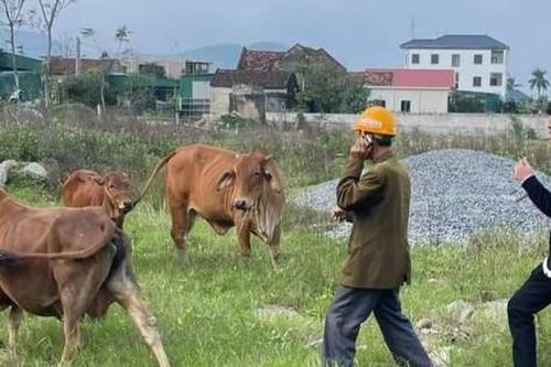 Vợ chồng lão nông nghèo được cư dân mạng tìm giúp đàn bò bị thất lạc nhiều ngày