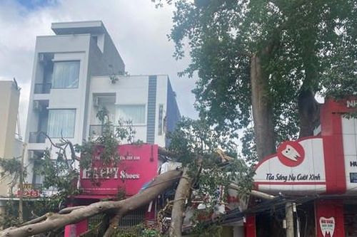 Người dân kể lại vụ cây cổ thụ đổ đè nhà, xe máy