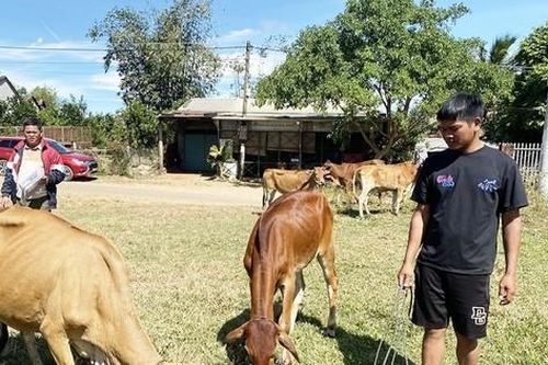 Kon Tum yêu cầu kiểm điểm tập thể, cá nhân trong vụ 'cấp bò sinh sản sai quy định'