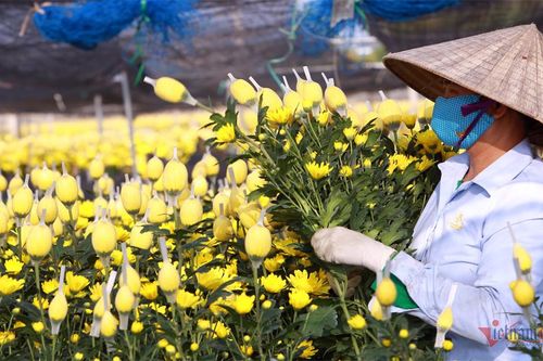 Làng hoa rộng cả trăm hecta ở Thanh Hóa hối hả vào Tết