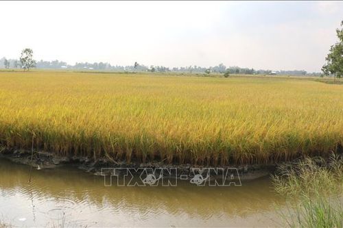 Nông dân vùng lúa – tôm vui đón Tết vì giá lúa tăng cao kỷ lục