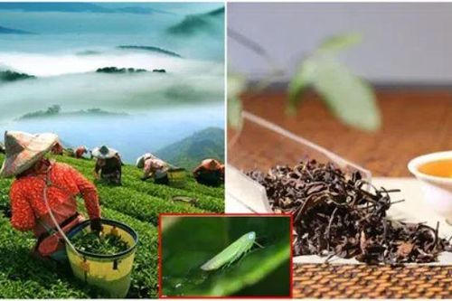 Kỳ lạ loại trà quý hiếm cứ bị bọ ăn là tăng giá gấp 13 lần, Việt Nam chỉ vài tỉnh trồng được