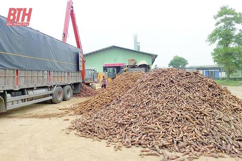 Tập trung thu mua và chế biến nguyên liệu sắn phục vụ xuất khẩu
