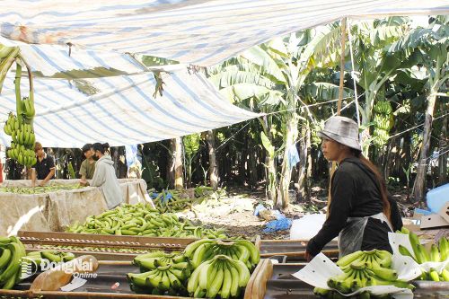 Xuất khẩu chuối tránh lệ thuộc vào một thị trường