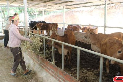 Sông Mã tập trung phát triển chăn nuôi đại gia súc tại các xã khu vực III