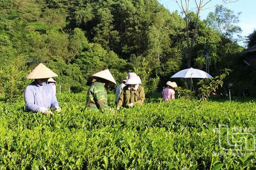 Hòa Bình: Phát huy giá trị cây chè