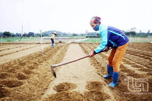 Thuê đất, mượn ruộng luân canh tăng vụ