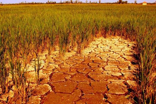TP. HCM lên phương án phòng, chống hạn hán mùa khô năm 2024