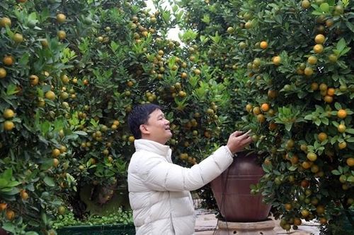Quất Tứ Liên rộn ràng vào vụ Tết