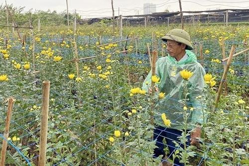 Người trồng hoa Tây Tựu phấp phỏng chờ… thời tiết